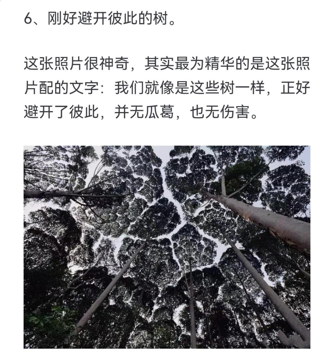 刚好避开彼此的树
