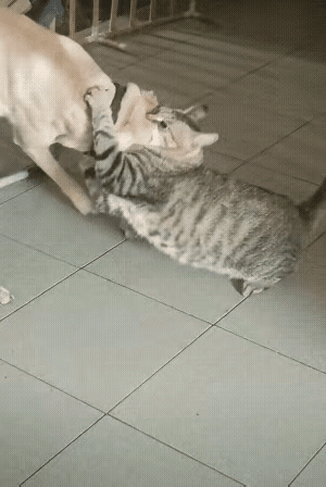 家里这幕笑翻全网！虎斑猫跟大黄狗干架，全程锁喉不松手，原因离谱到笑喷！谁也