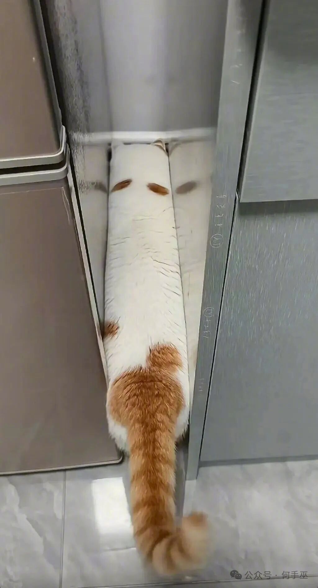 猫和老鼠是纪录片！