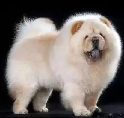 养了8年的狗和交往1年的男友，必须二选一我选了狗。男友摔门而去：“你这辈子就跟