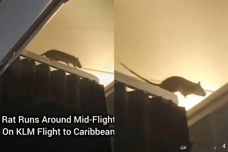 【机长变“巨鼠”？荷兰皇家航空紧急停飞250名乘客滞留】海外新鲜事据外媒报道