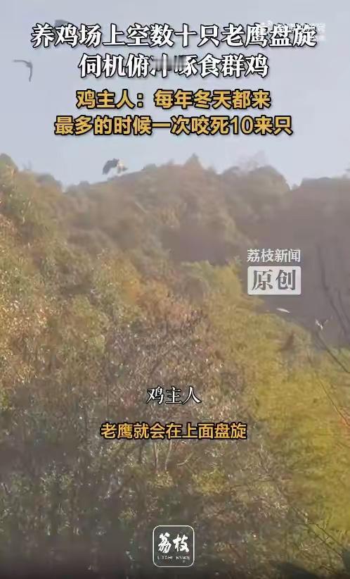 近日，浙江杭州，数十只老鹰在养鸡场天空盘旋，伺机俯冲捕捉散养的鸡。鸡主人回应称，