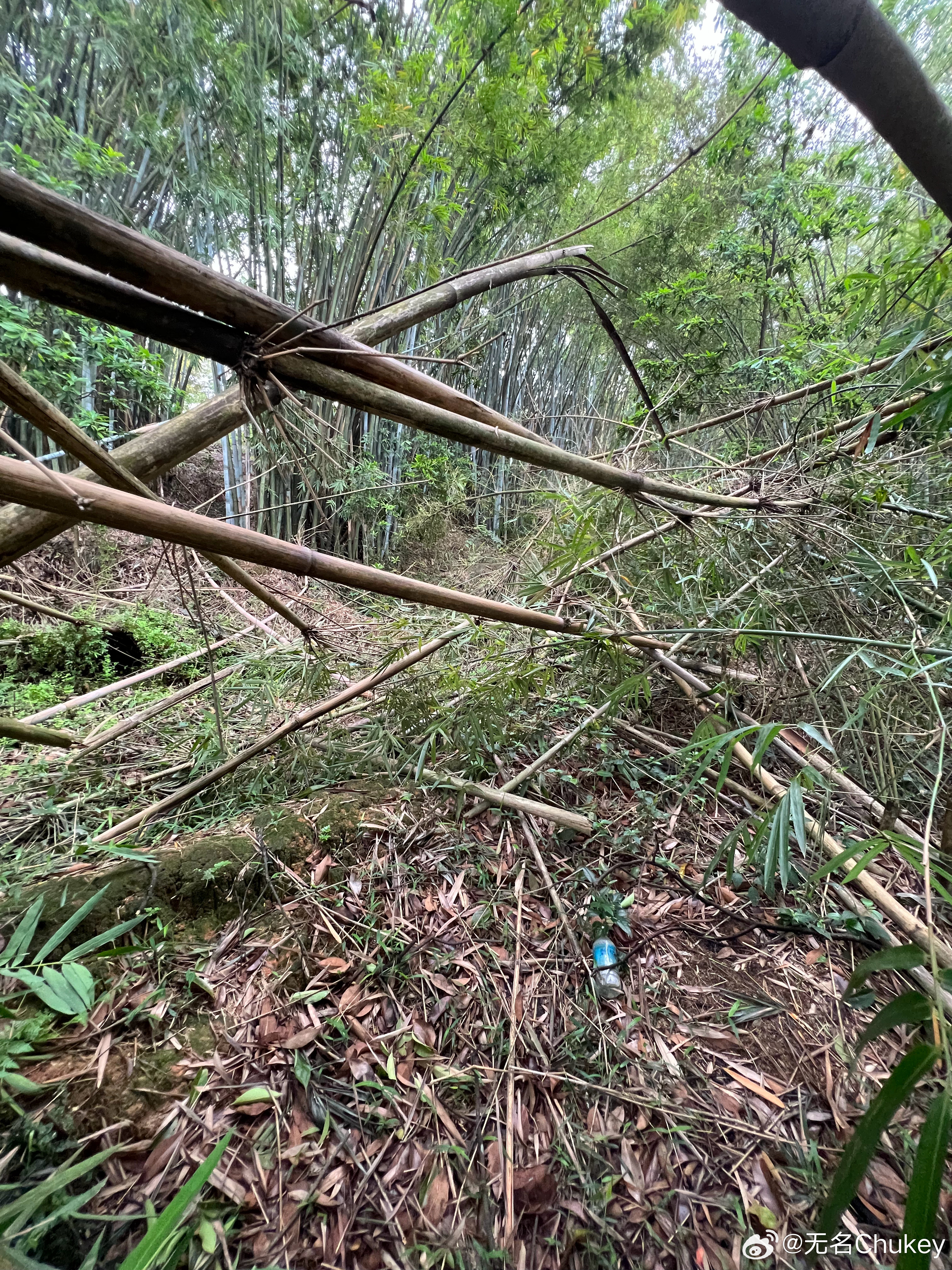 不要怀疑广东人清明拜山的毅力肇庆