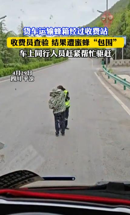“高速收费员天塌了！”4月29日，甘肃平凉，一场突如其来的“蜂狂”袭击了收费站。