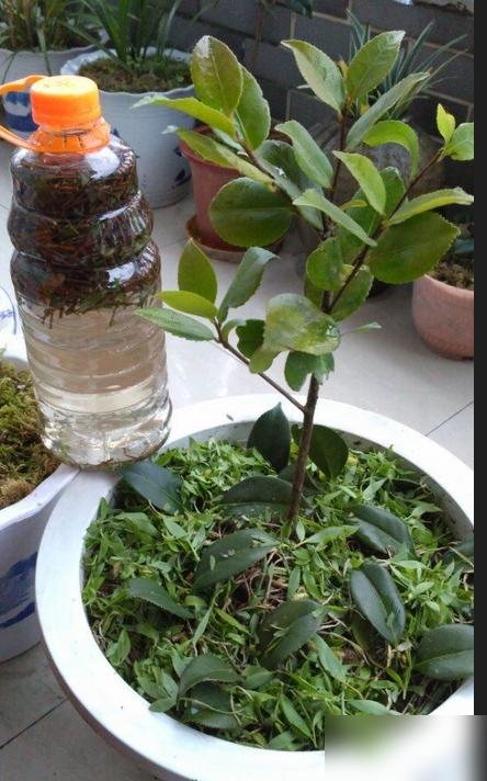 谁懂啊！养了两年的绿萝突然窜满墙，邻居追着问我是不是花大价钱买了进口肥！最近刷到