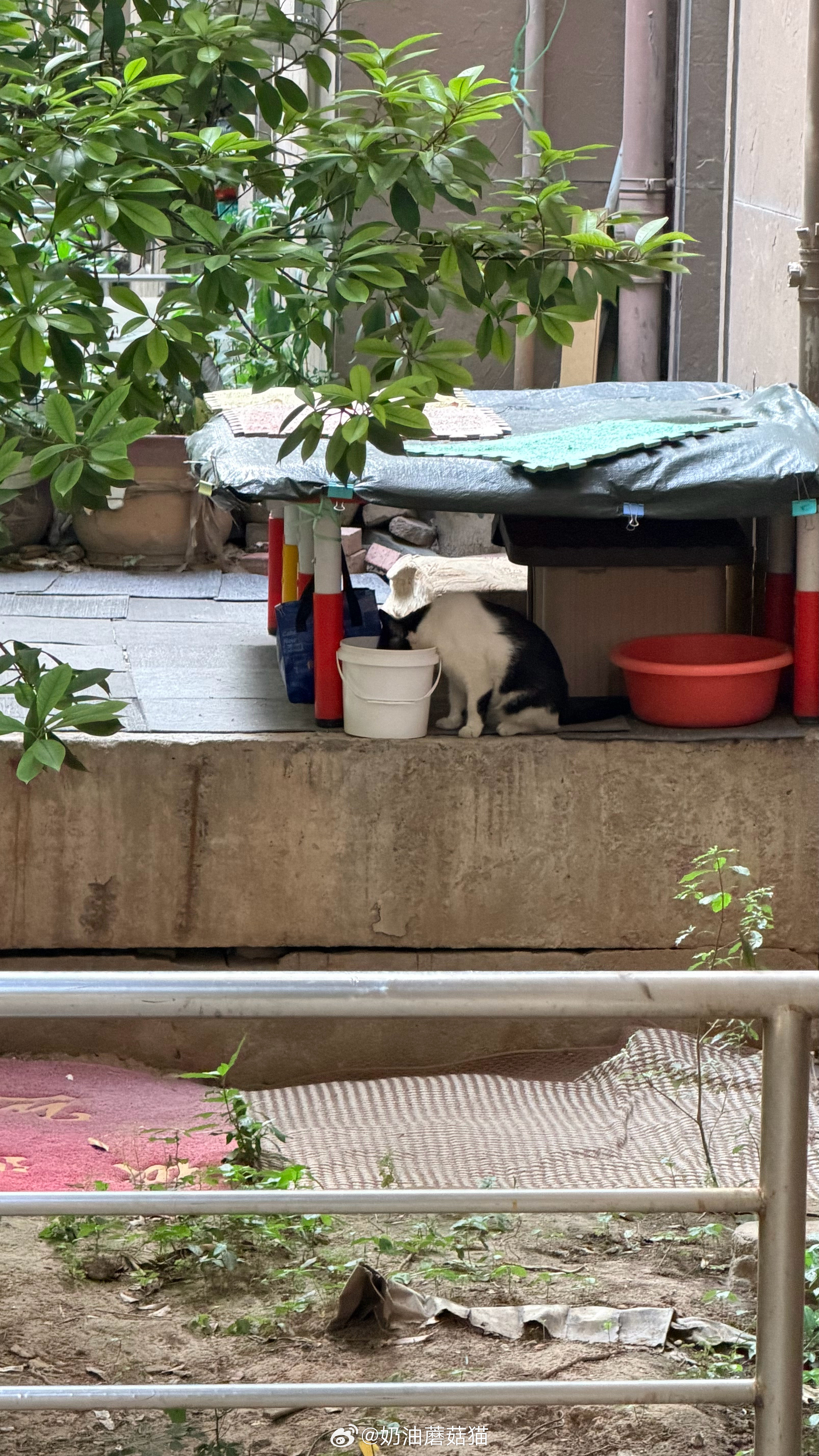 埋头苦喝的熊猫猫～