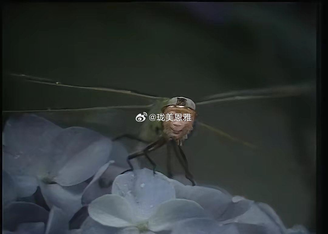 以前西游记的五毛特效明明一眼假，但看得很欢快