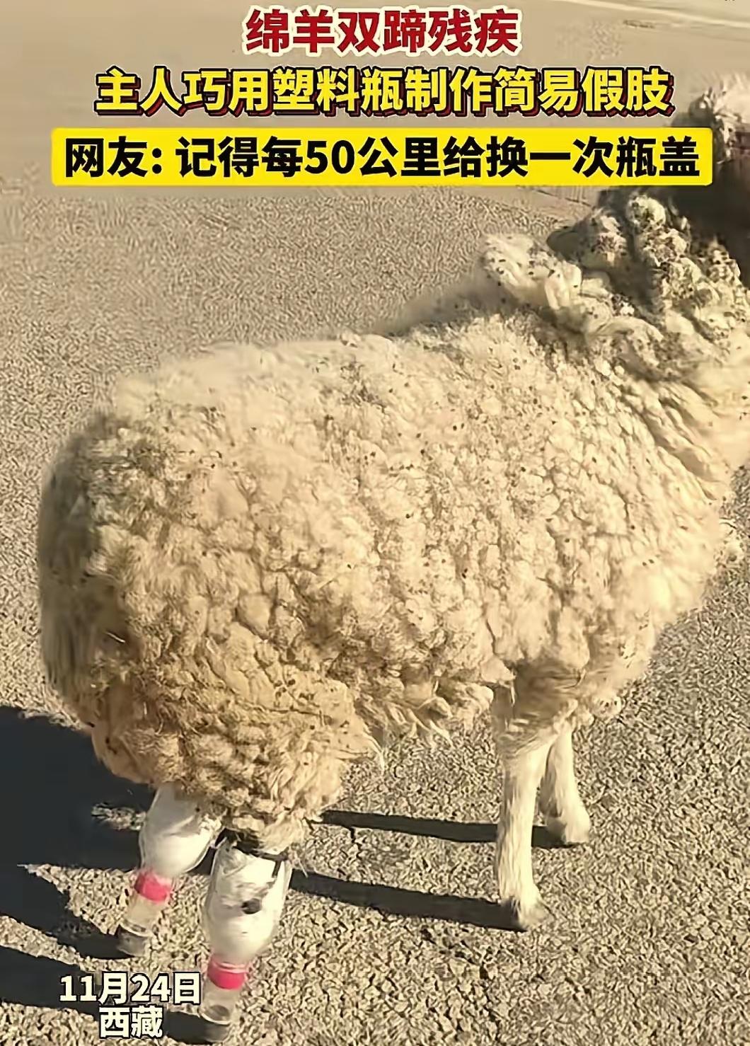“人怎么可以这么聪明？”西藏一只小羊因寒冷冻坏了双蹄，再也无法站立行走。本以为