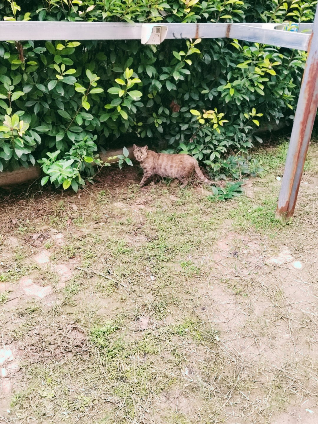 真是服了我自己都不知道啥时候受凉了现在莫名其妙的开始咳嗽了