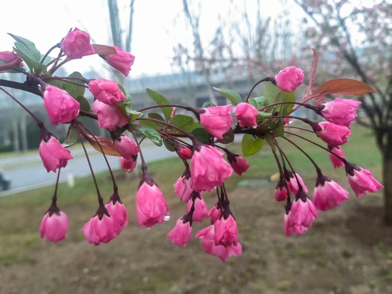 母亲刚出院，让我转2万块钱给弟弟，说让我和弟弟均摊她住院的费用。母亲住院半个