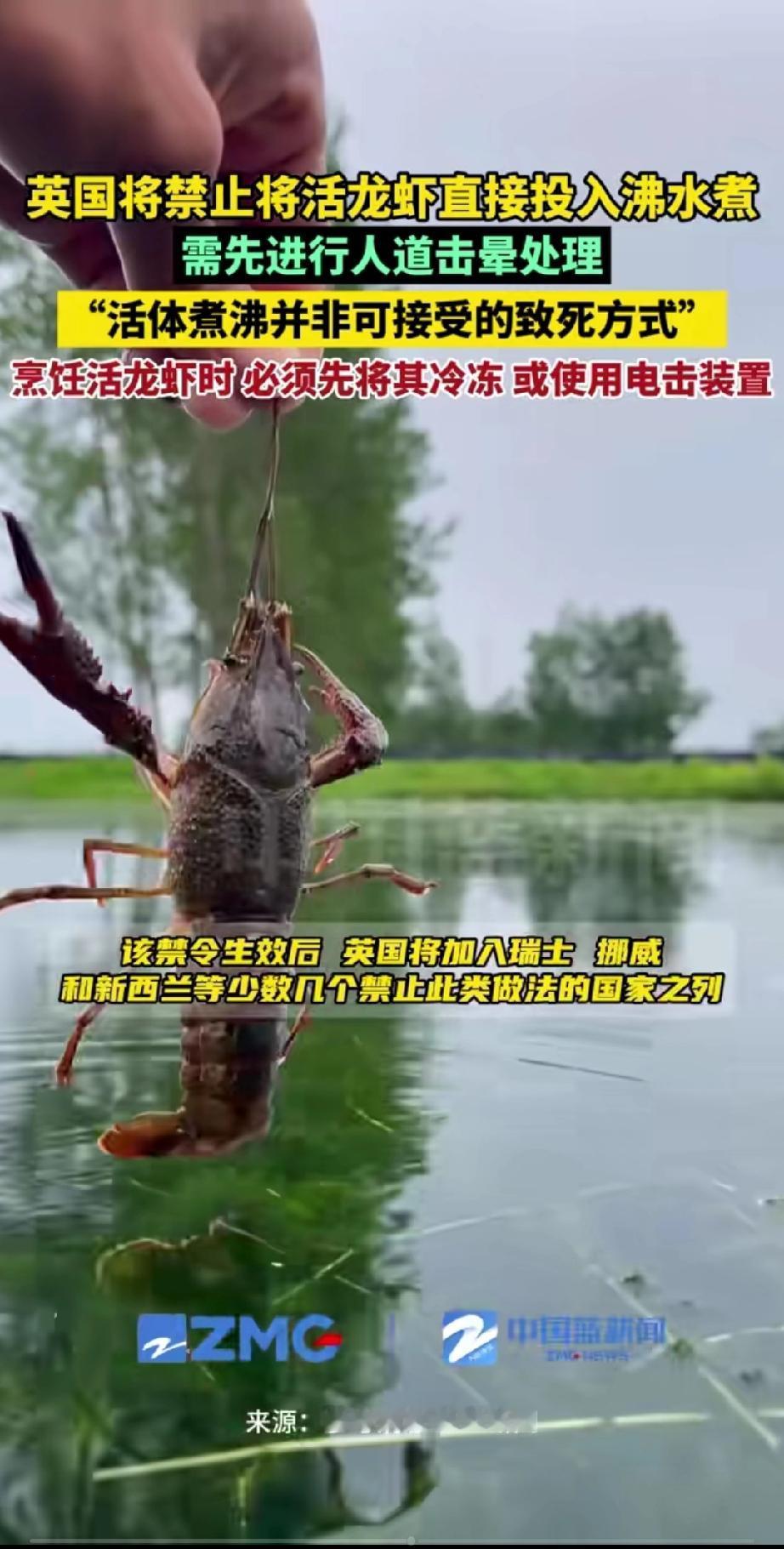 英国人实在是太有爱心了！英国人觉得把小龙虾直接放进水里煮这种做法实在太残忍了，