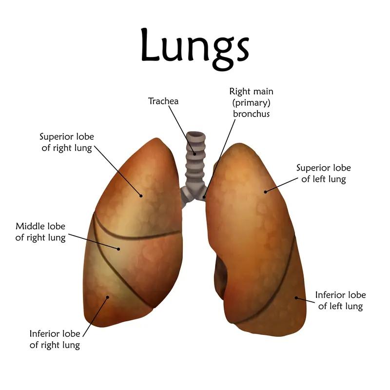都说病从口入，其实吃对食物也能养肺。激发肺部自愈，有些食物可不能少。像豆类、蔬