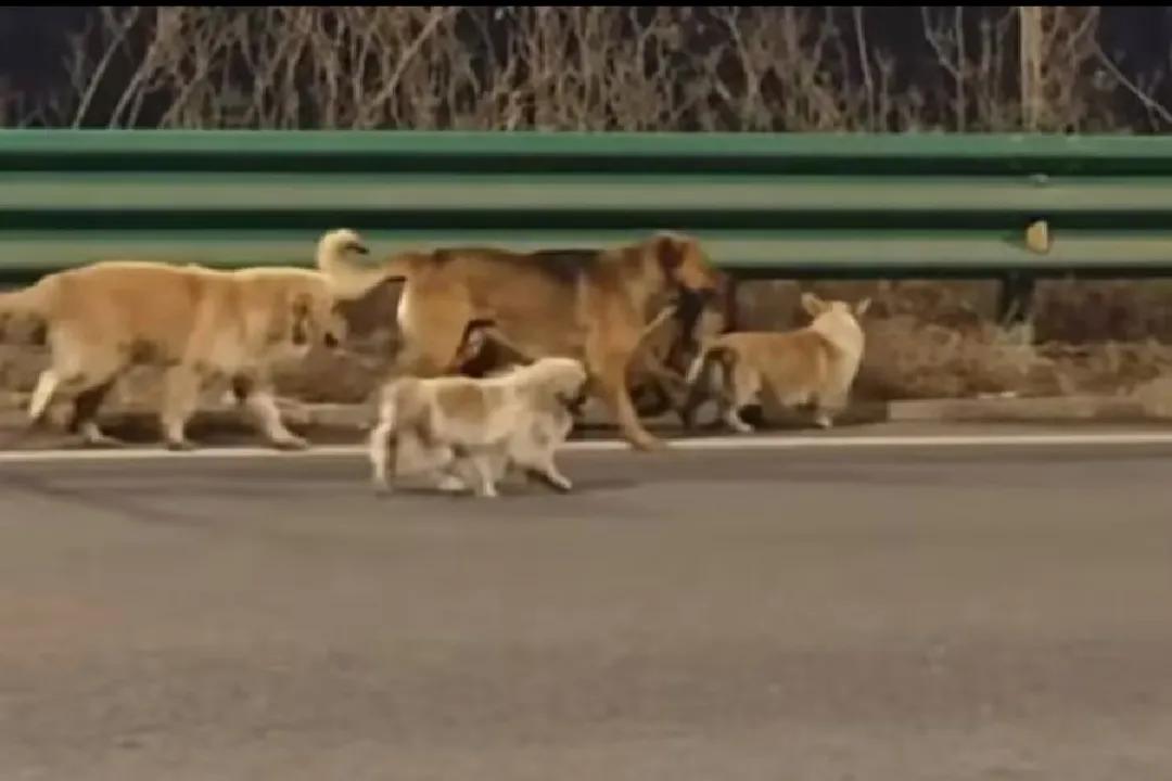 7只狗子在高速路上演胜利大逃亡相当励志，让你没想到结局竟然是这样