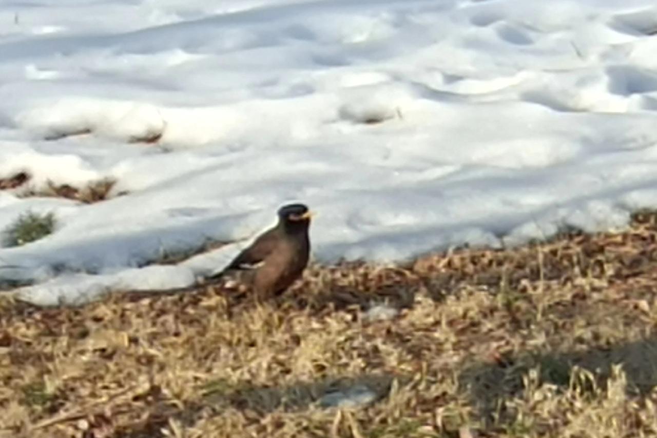 支持按工龄退休，可以设置为工龄35年或60岁，对于曾经从事过特殊工种的，早点退休