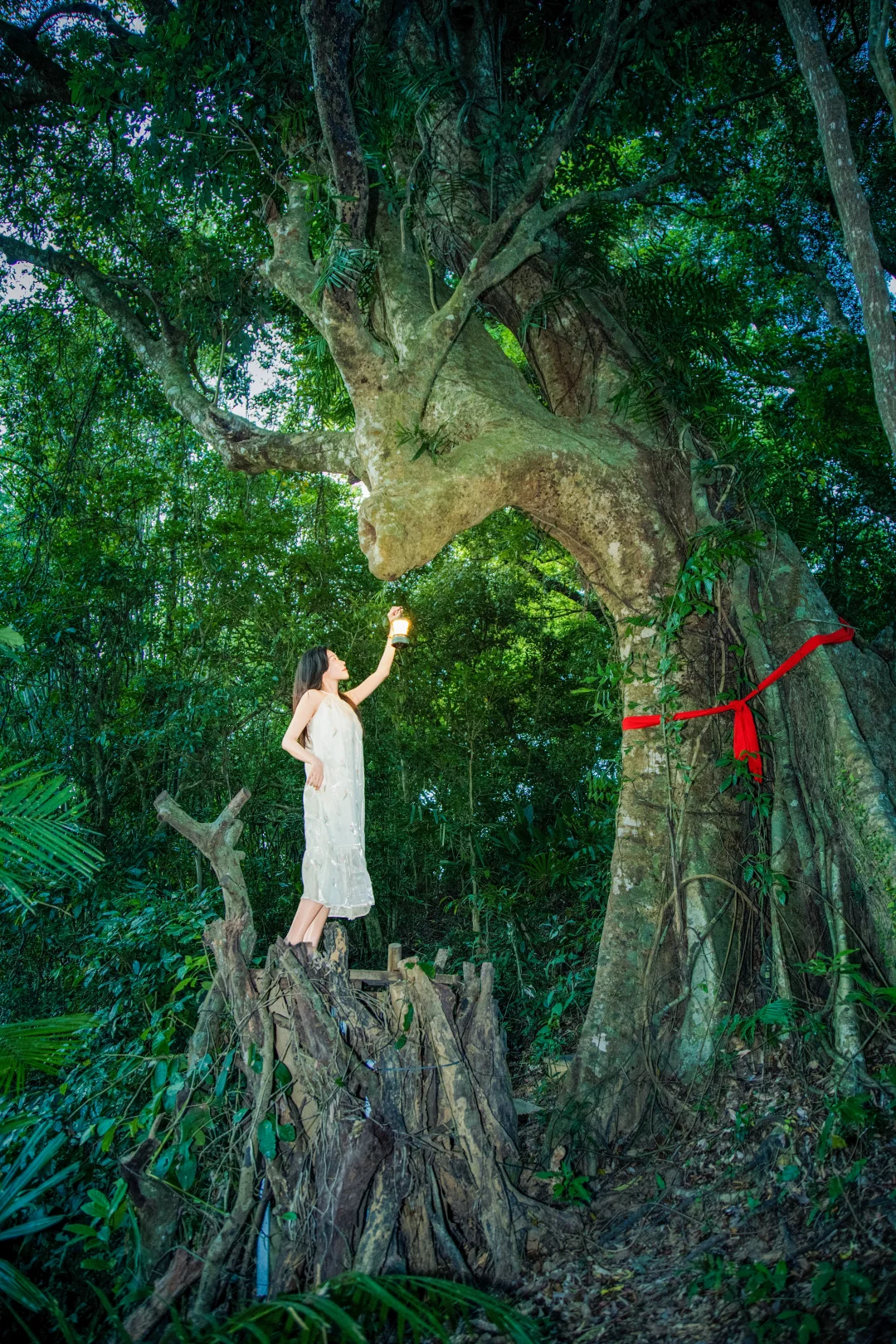 在海南‼️这棵树真的美到失语💚