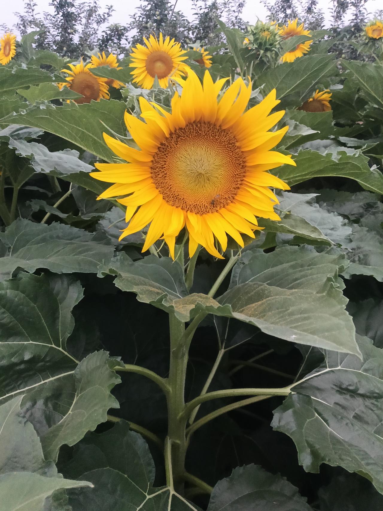 向日葵花开的季节田园风光无限好种植向日葵花开忙碌碌的每一天幸运春夏雨水多