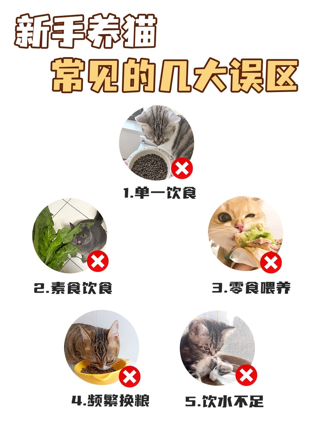 避雷！新手养猫常见的几大误区⚠️