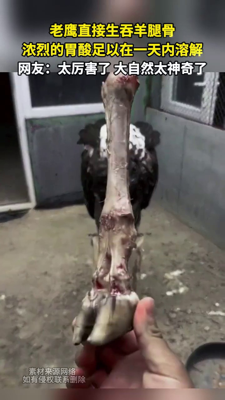 老鹰直接生吞羊腿骨浓烈的胃酸足以一天内溶解网友：太厉害了大自然太神奇了