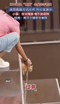 “好心办坏事？”湖北一女子雨天看见有2只小猫“被困”在高处阳台，就拿着簸箕放在小
