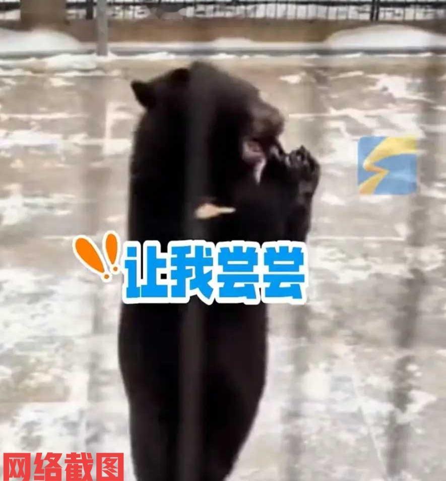 黑龙江有女子去东北虎林园游玩。只是女子没有料想到自己手里的手机，在她看黑熊时