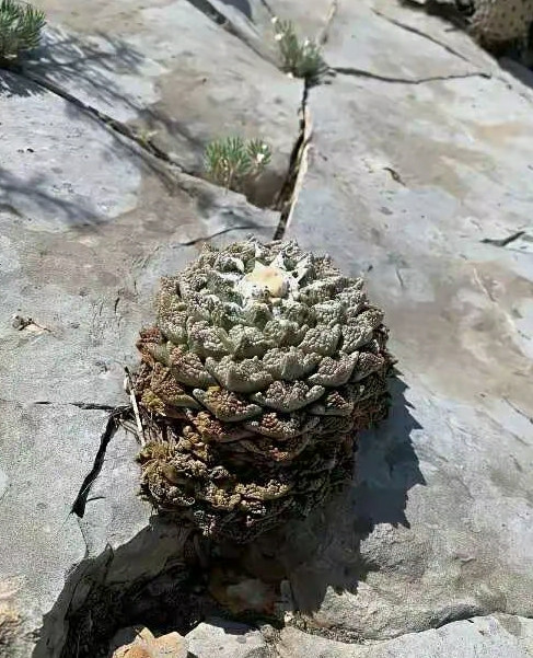 生长在岩石中的龟甲牡丹