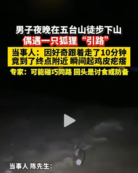 国庆男子去五台山玩，天黑下山时迷了路。正当他无助的时候，眼前忽然窜出了一只狐狸！