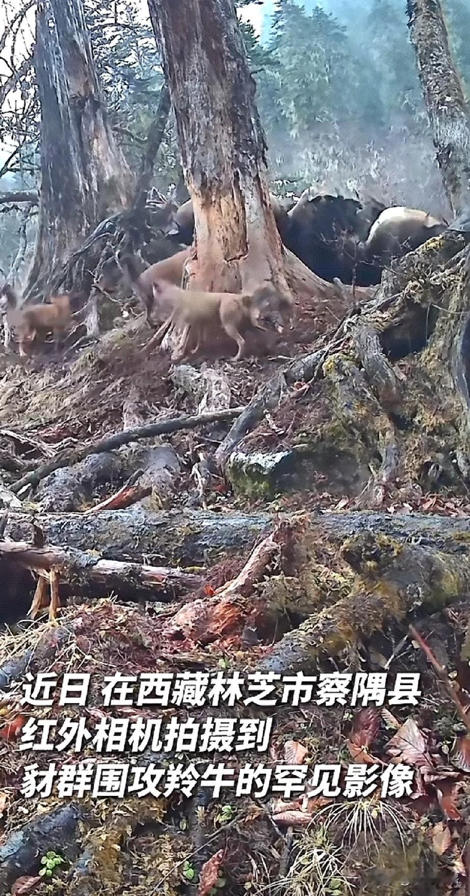两种国家一级保护动物发生了矛盾冲突，竟然打了起来，这种画面真是太罕见了！近日在林