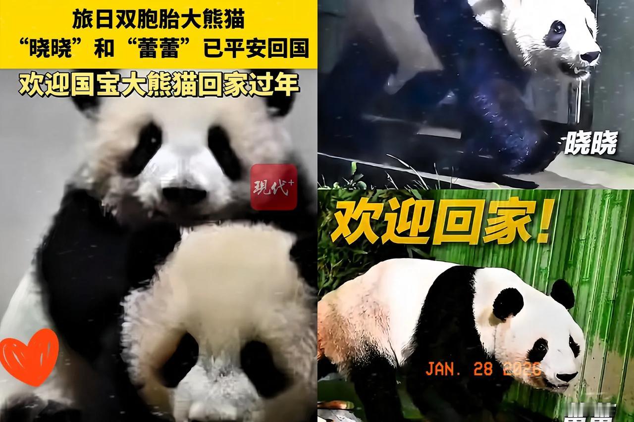 不愧是国宝！刚落地的大熊猫太有灵性、太可爱了！小爪子紧紧扒着车窗往外瞧，