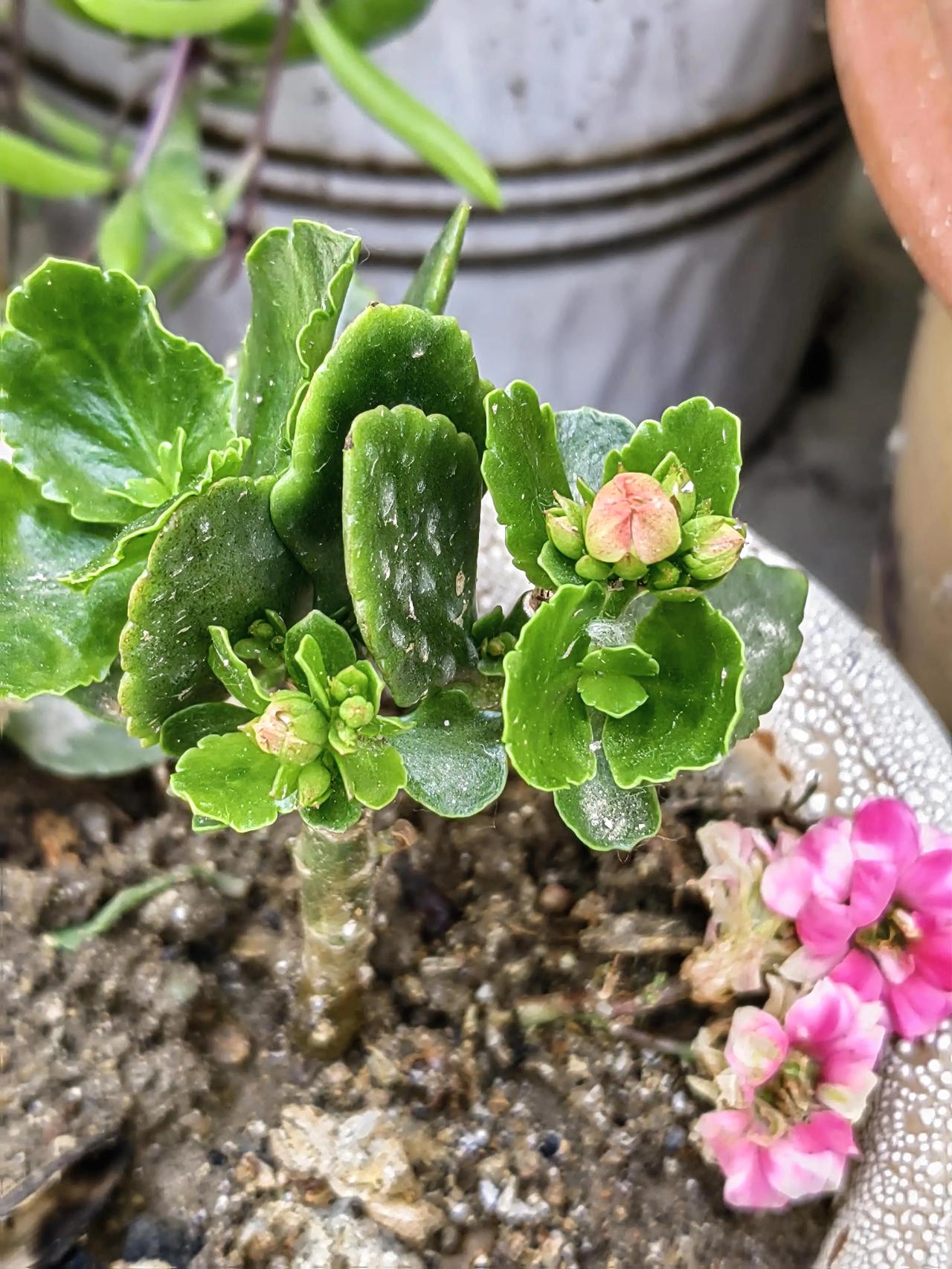 长寿花第一次开花后，要想继续让它开花，及时剪掉衰败的花枝，打掉老叶子，施肥。