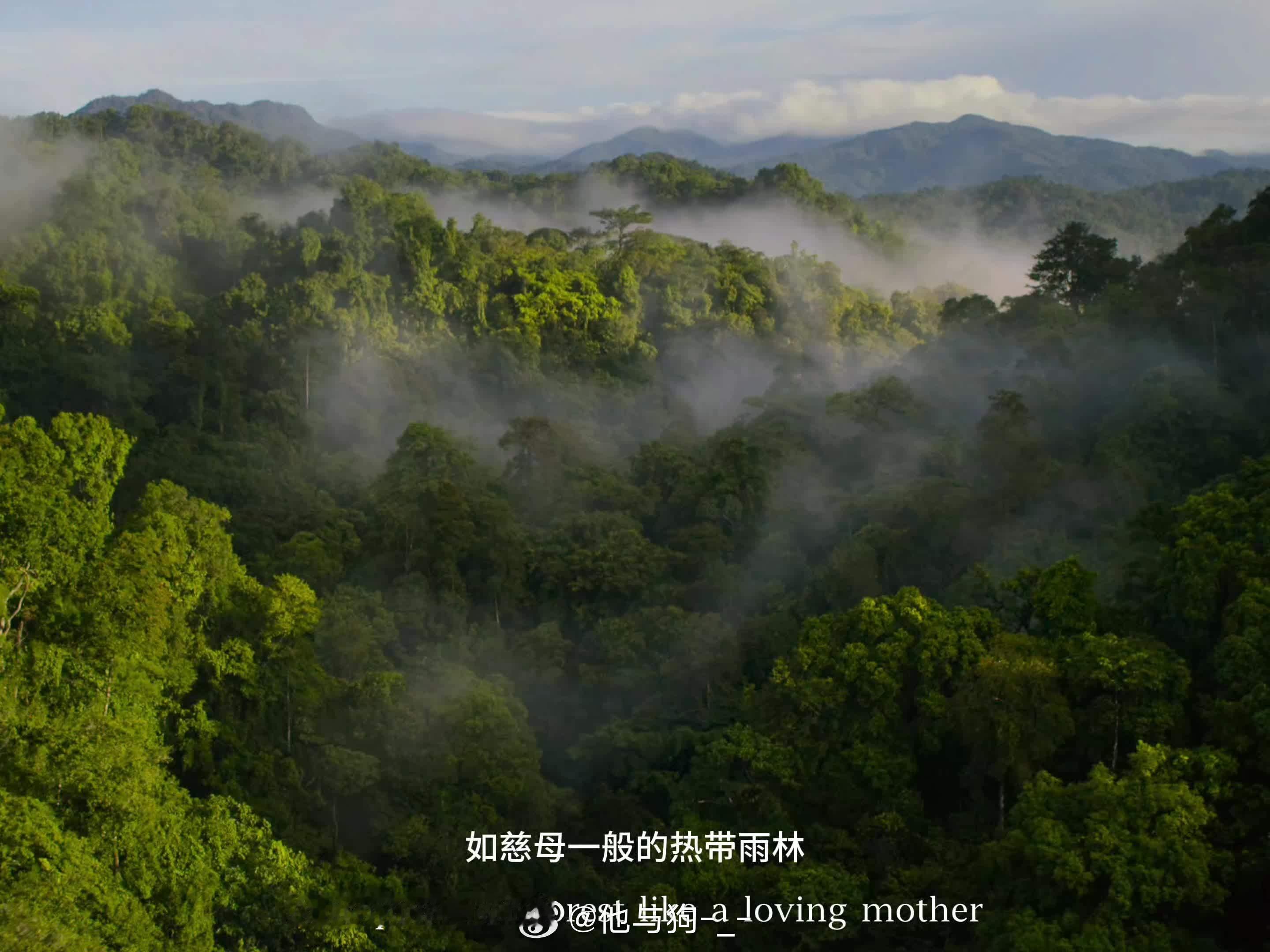 热带雨林是最生机富饶满含大自然气息的地方奇妙生物圈动物科普​​​