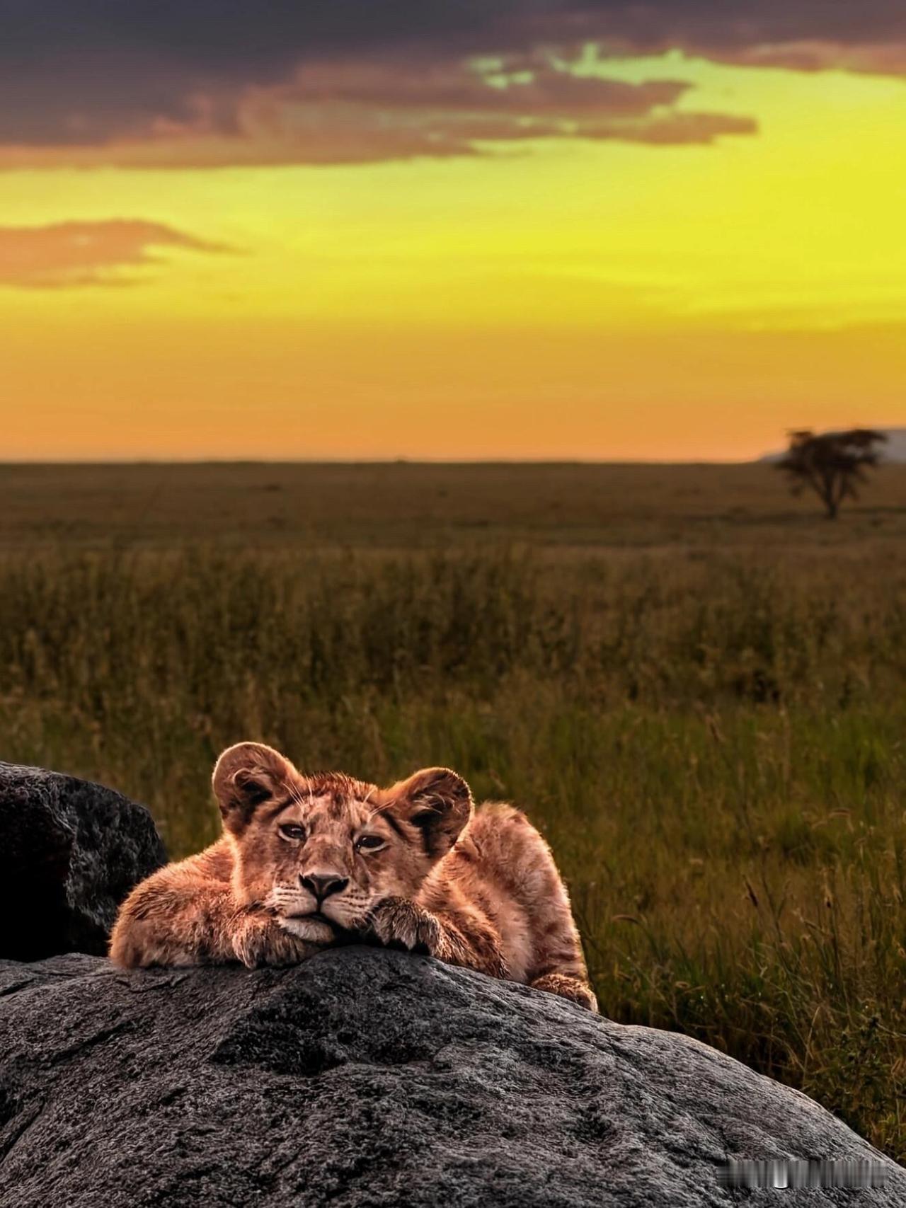 动物界小萌娃合集太治愈了！动物小时候真的太可爱了❤️全是裹着晨光的小可爱，