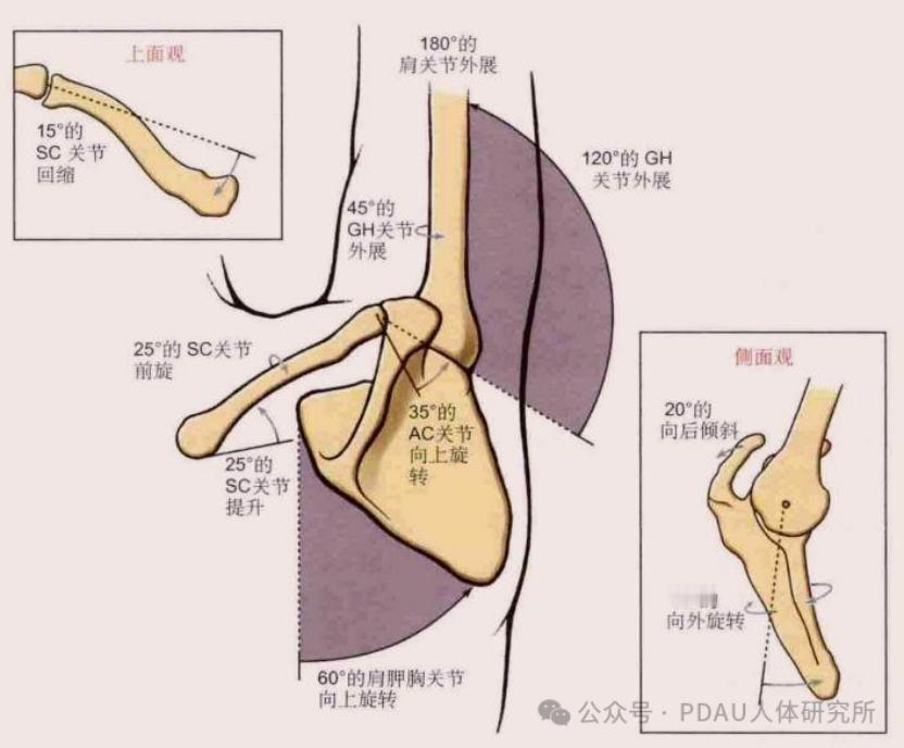 肩关节疼痛肩膀疼，举不起手，问题到底在哪？今天来详细讲讲这个问题——我们的肩关