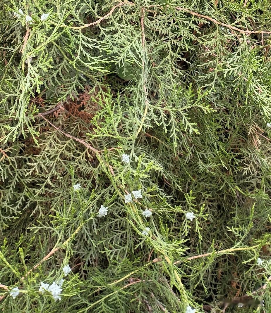 我去过济南，最喜欢逛的不是大明湖，而是对面的曲水亭。大明湖说实话里面的风景不错