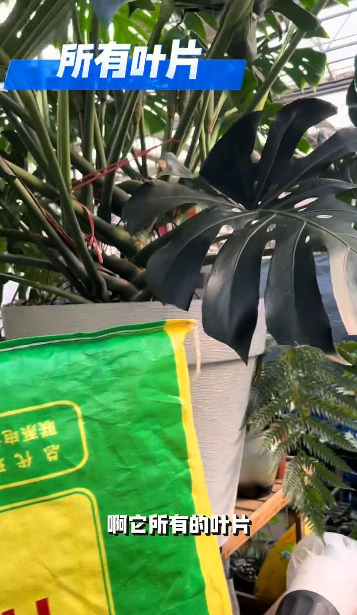 龟背竹不是懒，是认光。左边有光，它就往左趴；头顶有光，它才敢挺腰。别老搬