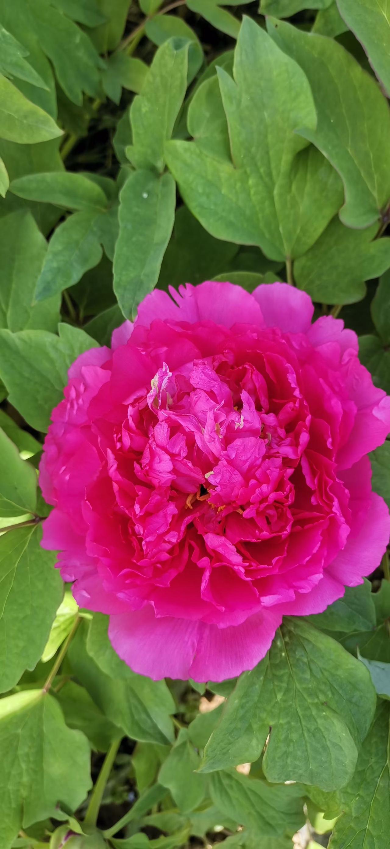 国色天香牡丹花，芙蓉国里尽朝晖。邻居家的牡丹园随拍[送自己一朵花