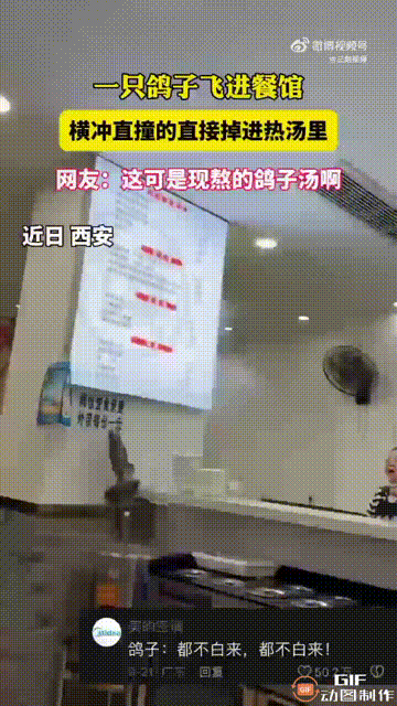 陕西西安一家餐馆内，一位顾客正在吃饭时，突然有一只鸽子飞了进来，瞬间吸引了所有人