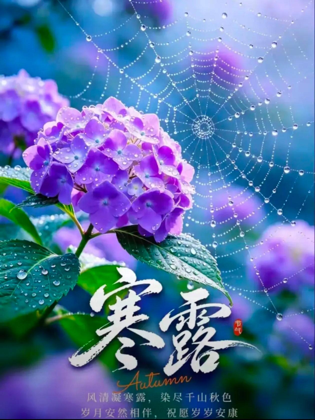 2026./10月8日，周四寒露菊自开，一庭秋阳送安康💦🌸冷