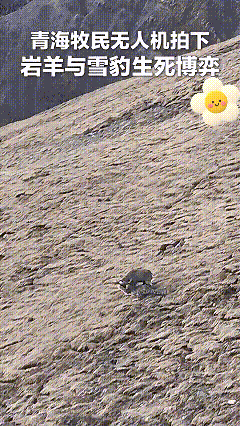 “解释不清了！”青海，牧民用无人机巡查牧场，结果，无人机刚飞上去，就遇到了惊心动