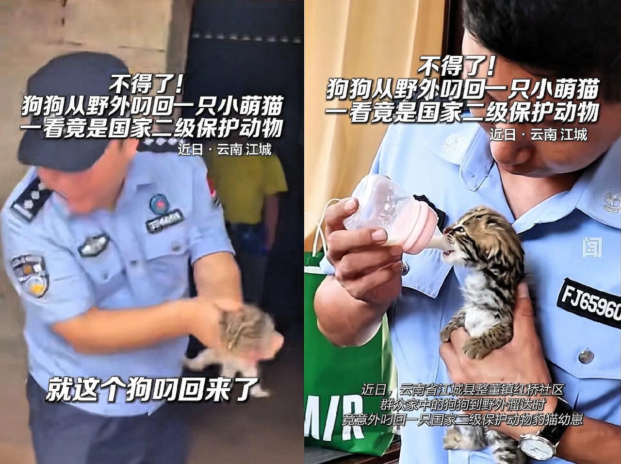 不得了了！云南一名主人正在家中干活，突然家中的狗狗从外面跑了回来，并且狗狗嘴里