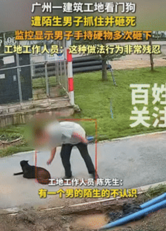 “必须严惩！”广州，一工地的看门狗好好在地上趴着，不料突然被一陌生男子袭击，男子