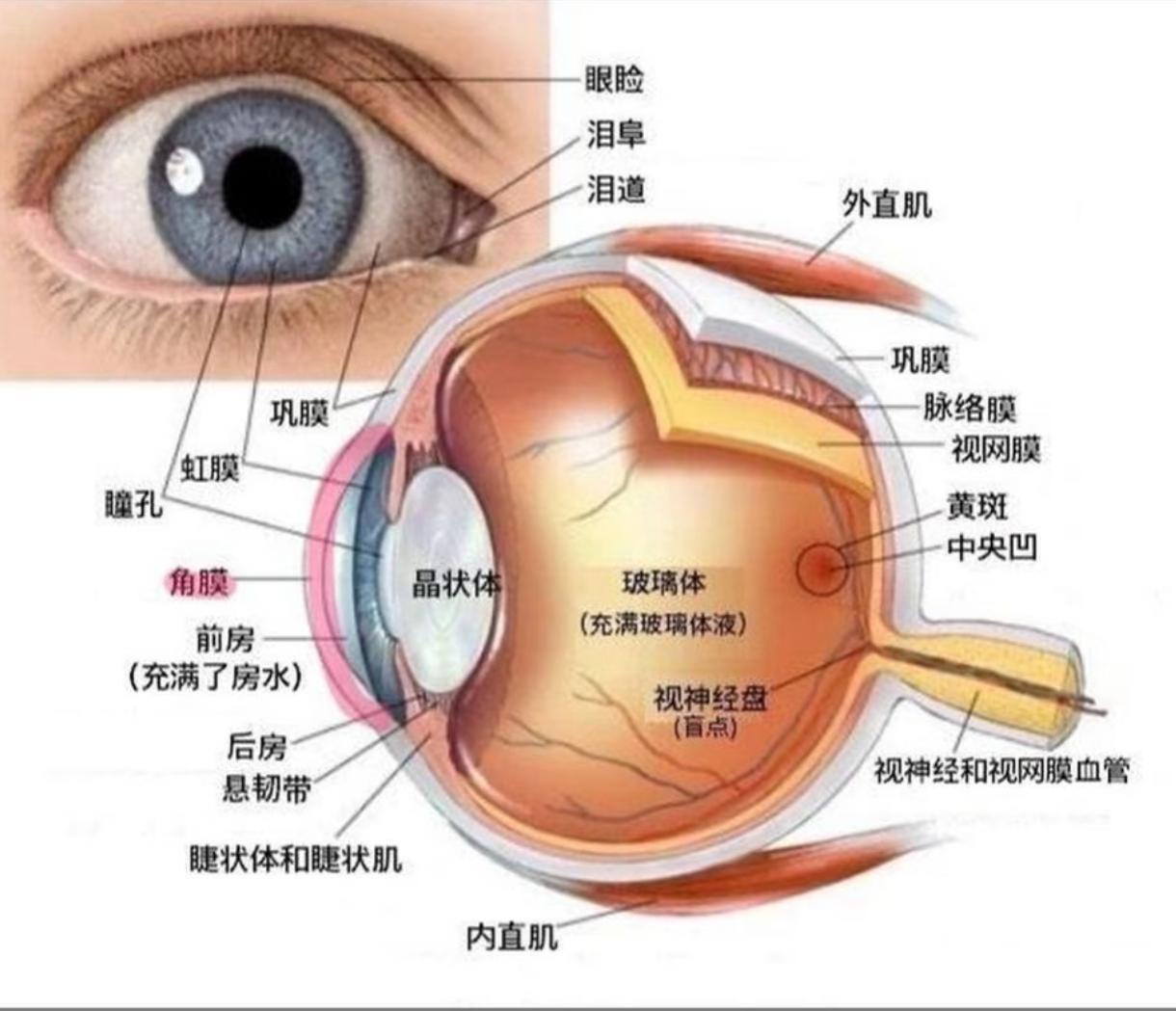 人类眼睛被称为精密相机，却天生带着一个低级bug，我们一辈子都在靠大脑打补丁
