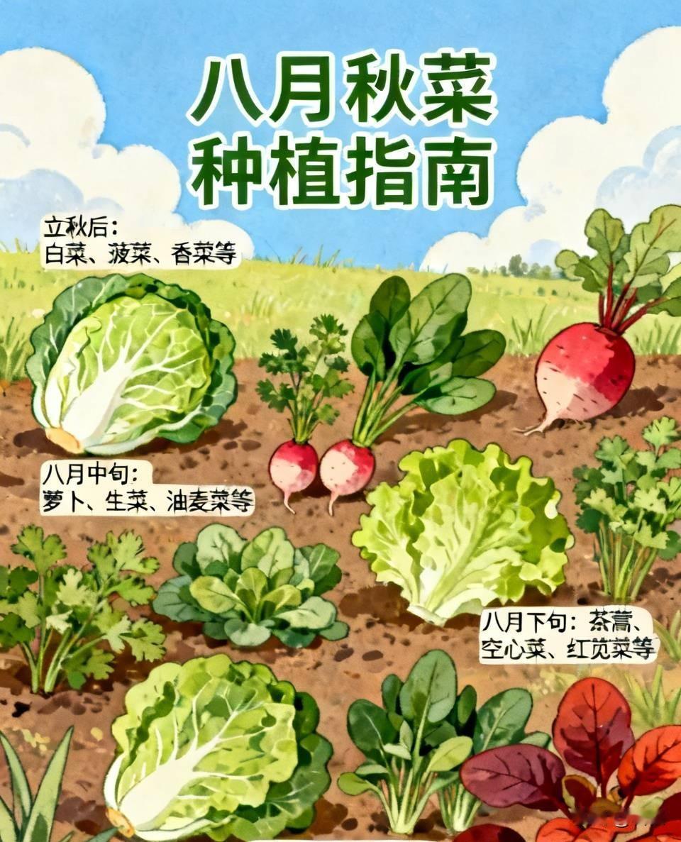 八月及时播种秋菜，秋冬菜园不断菜民间常说八月懒于种菜，到十月就会缺少鲜菜。