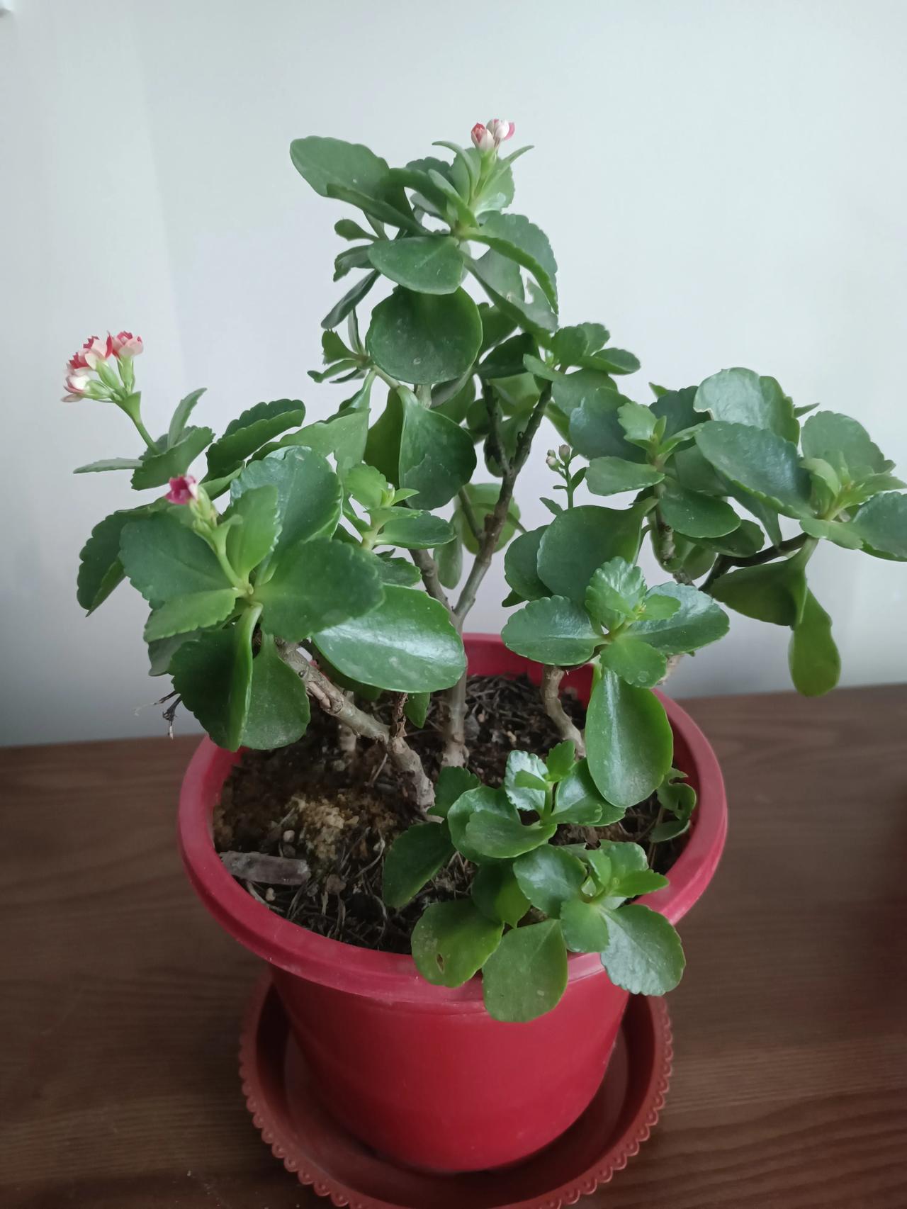 洗脚盐水能浇长寿花吗洗脚盐水绝对不能浇长寿花！盐水含大量盐分，浇灌后残留盆土易致