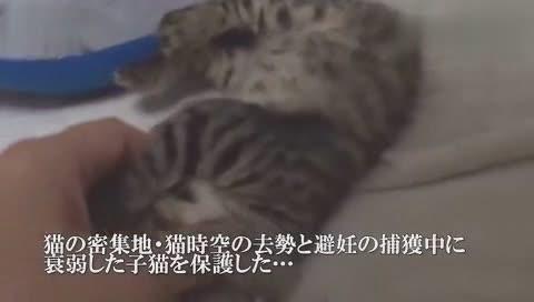 17661968560985012758.jpg?id=0