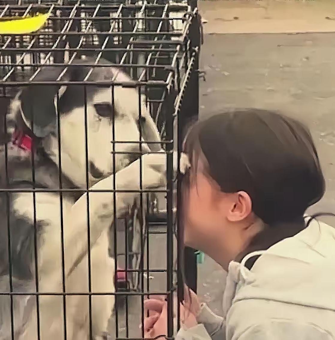 太有缘了！女子在狗市上找到了自己失踪两年的狗狗，女子情绪激动的抓着笼子哭着说“我
