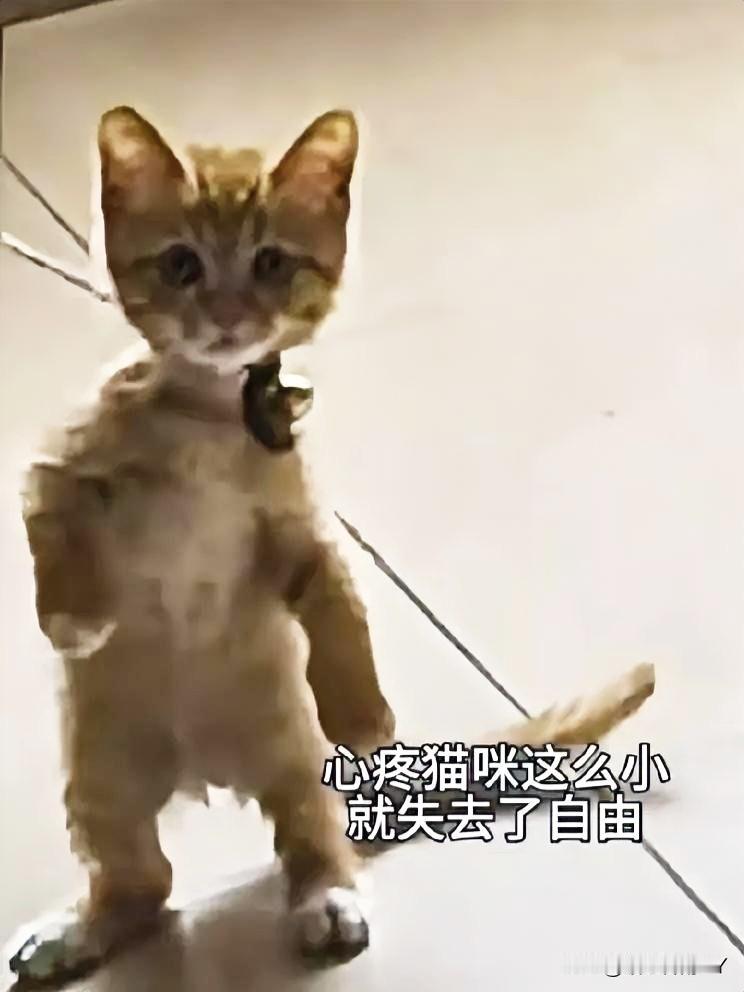 走廊杂物堆旁，一只五、六个月大的小奶猫太让人怜惜了！麻绳紧紧勒着它的脖子，拴在固