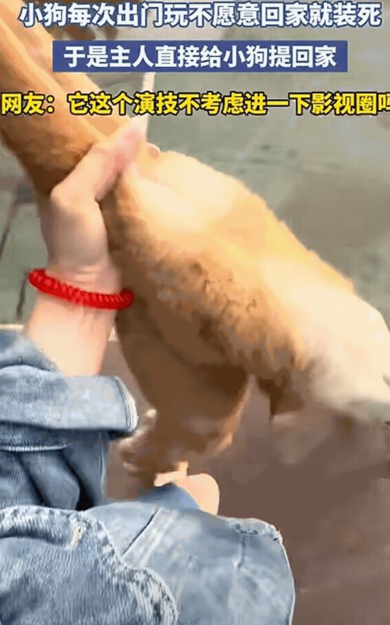 笑不活了！广东一女子养了一只特别好玩的狗，每次带它去遛弯狗狗都因玩的太开心了不愿