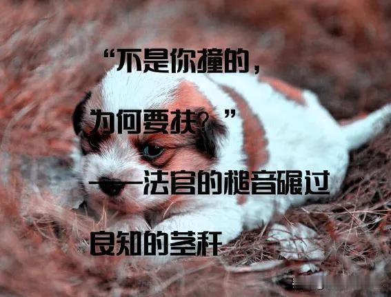 自南京彭宇案起，“扶不扶”便成了横亘在大众心头的一道道德拷问。就像湖南曾发生的一