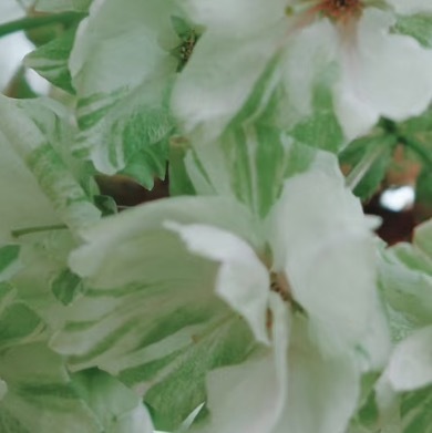 0000黄樱种植1、土壤选择土质疏松、排水良好的沙壤，方能留住春雨的湿润，又不在