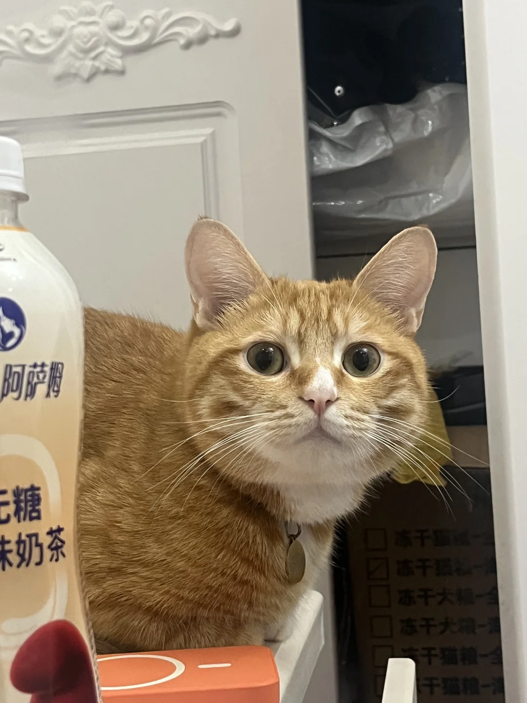 好圆的包子咪